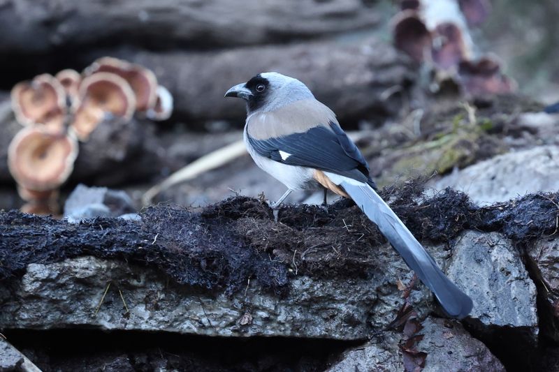 Treepies of India