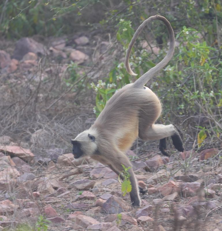 Northern Plains Langur