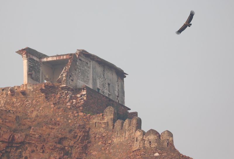 Indian Vulture