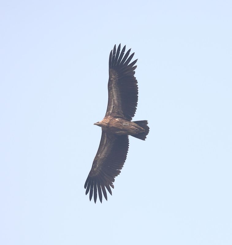 Indian Vulture