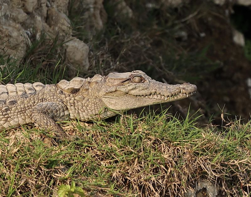 Mugger (Marsh Crocodile)