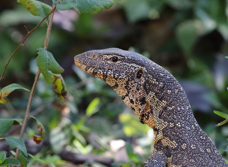 Nile Monitor