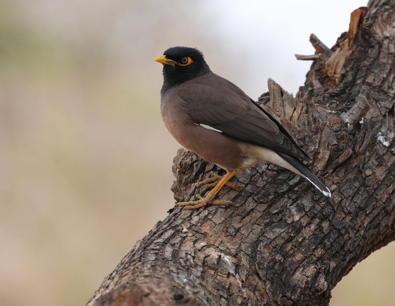 Starlings and Mynas of India