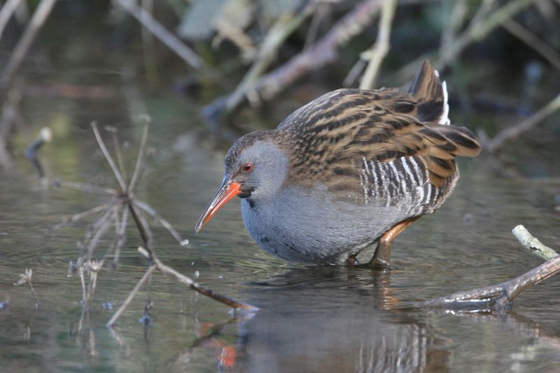 Water Rail