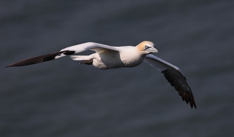 Atlantic Gannet