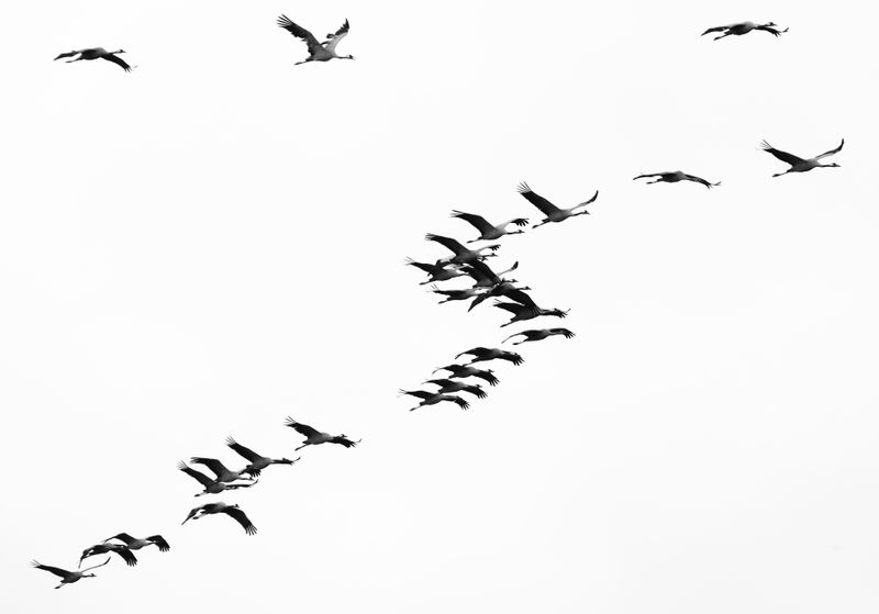Eurasian Cranes