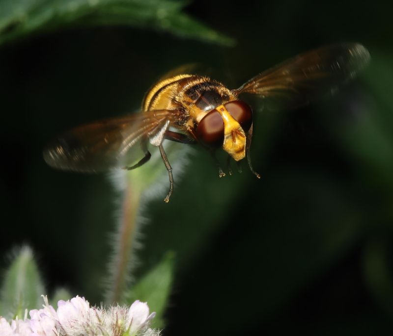 Hoverflies