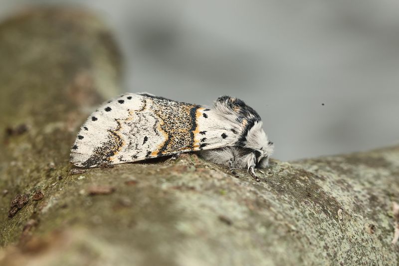 Garden Moths