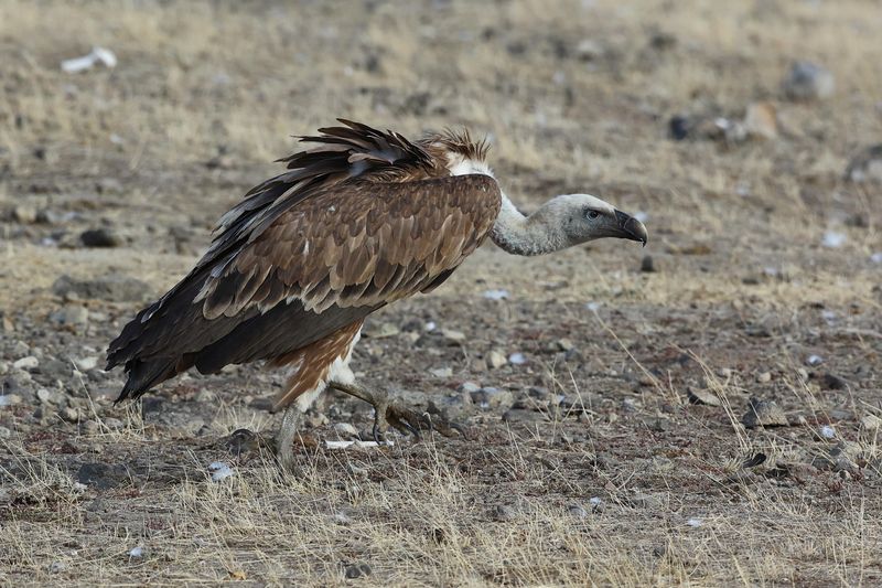 European Griffon Vulture