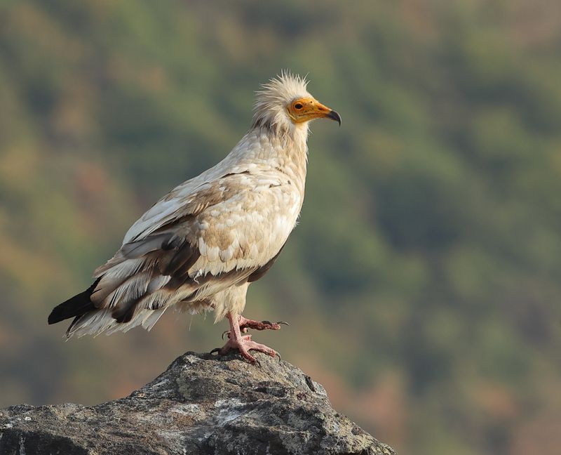 Egyptian Vulture