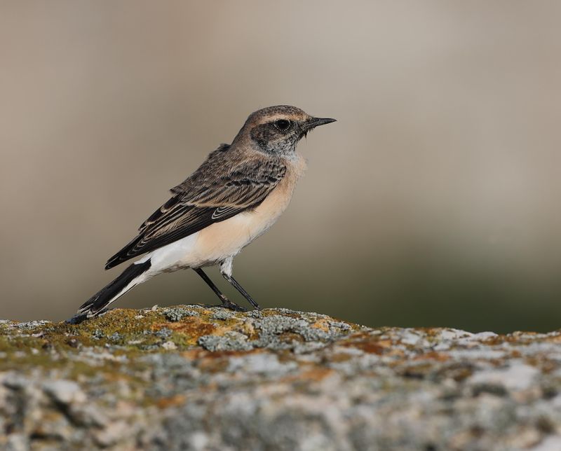 Pied Wheatear