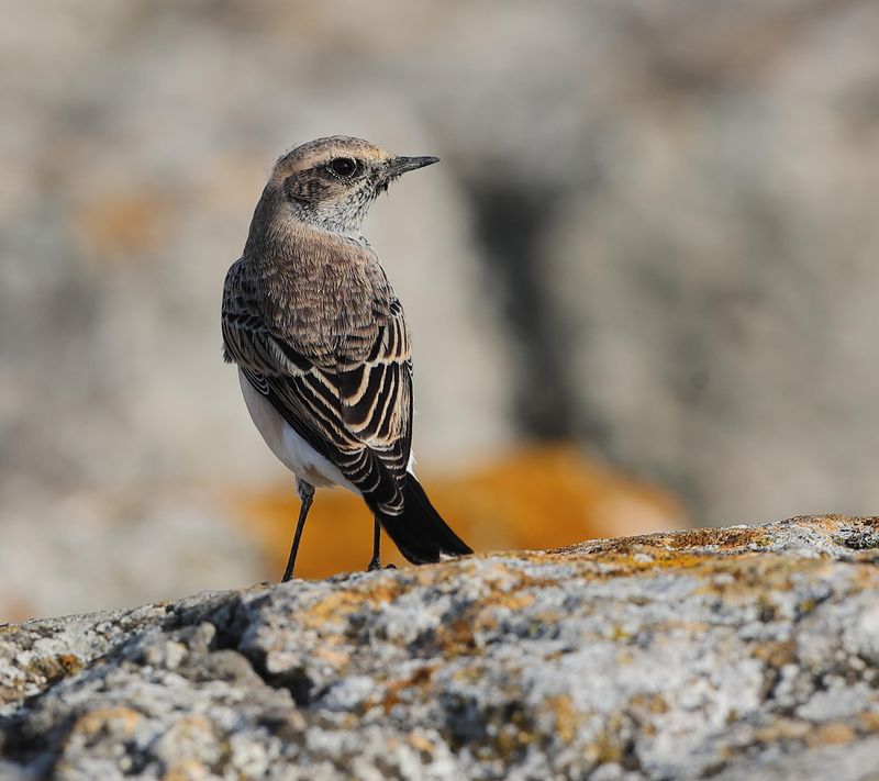 Pied Wheatear