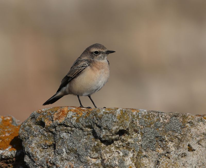Pied Wheatear