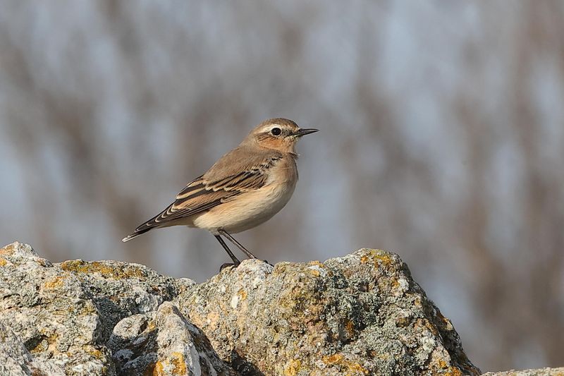 Northern Wheatear