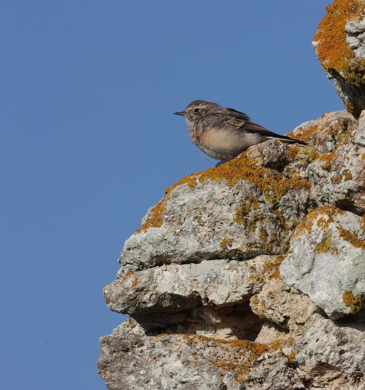Pied Wheatear