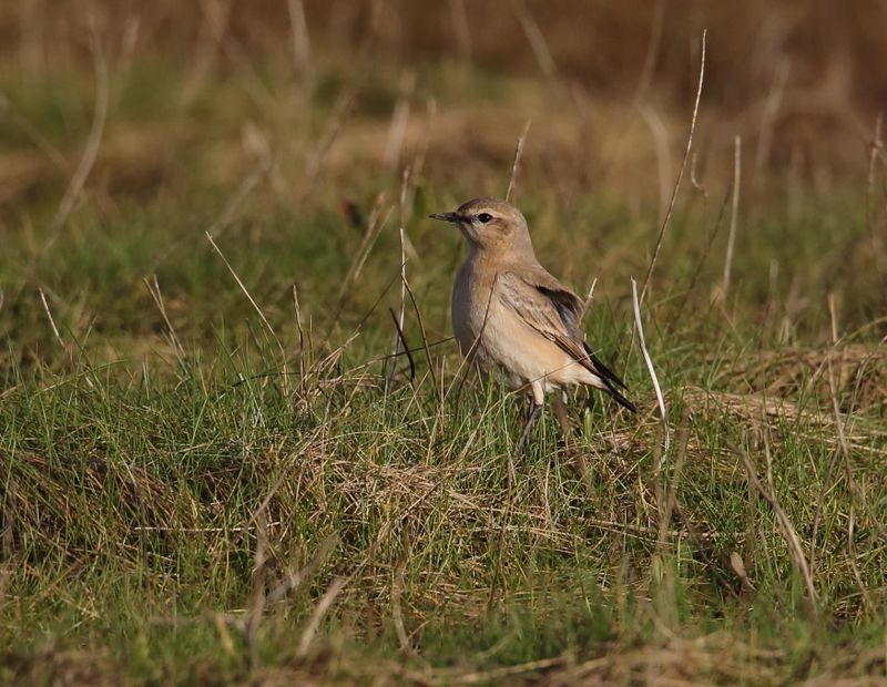 Isabelline Wheatear