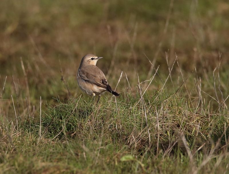 Isabelline Wheatear