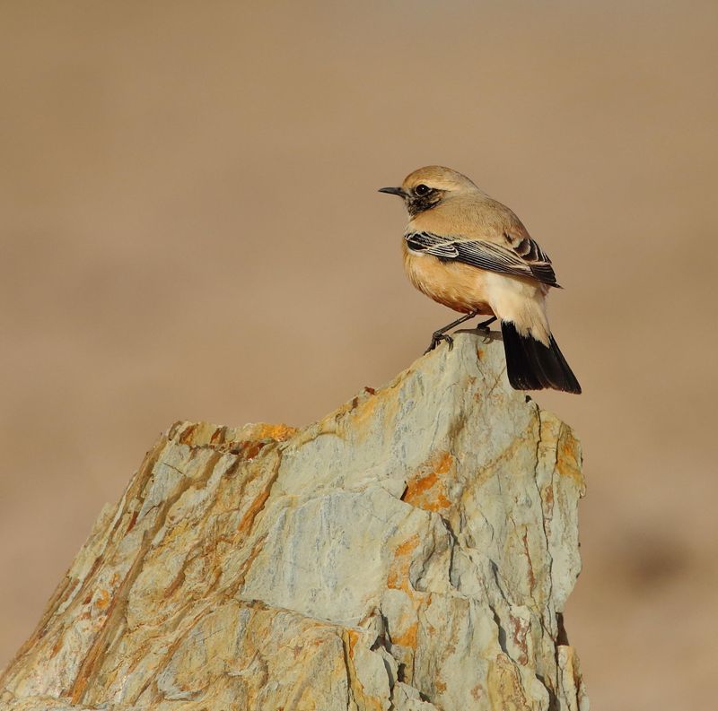 Desert Wheatear