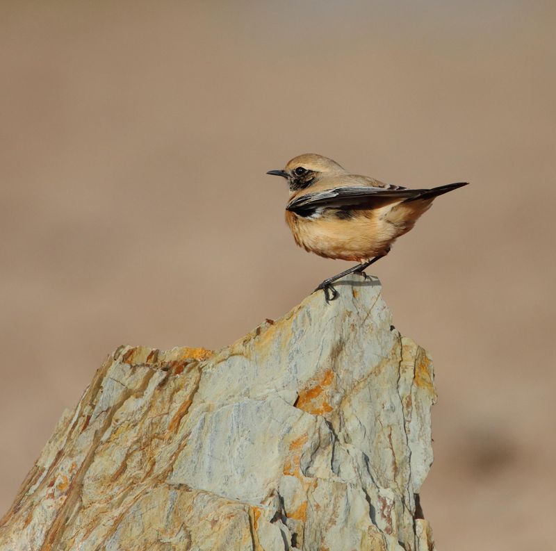 Desert Wheatear