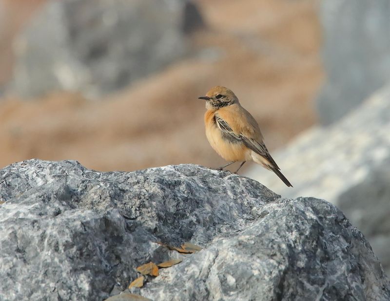 Desert Wheatear