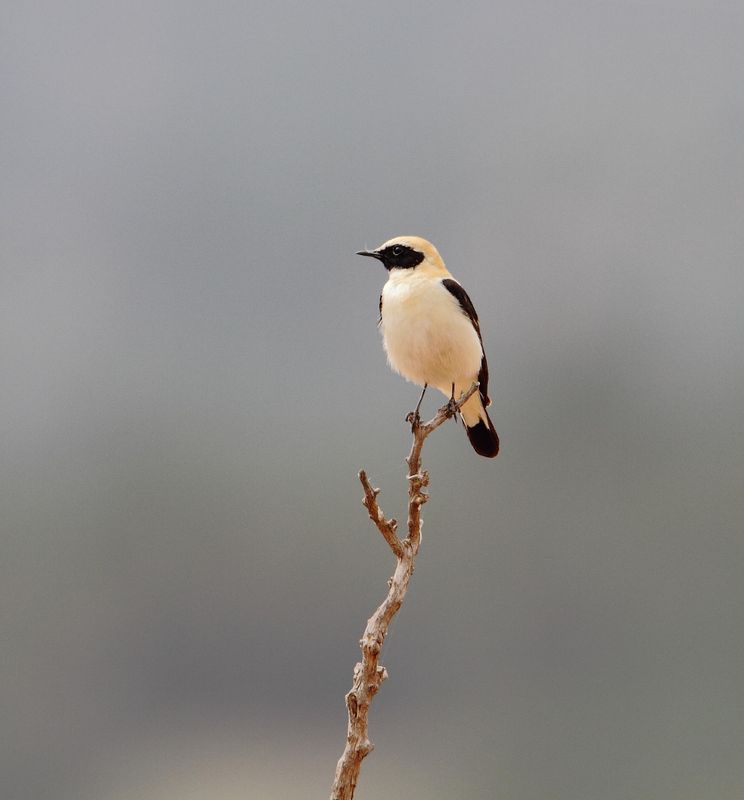 Black-eared Wheatear