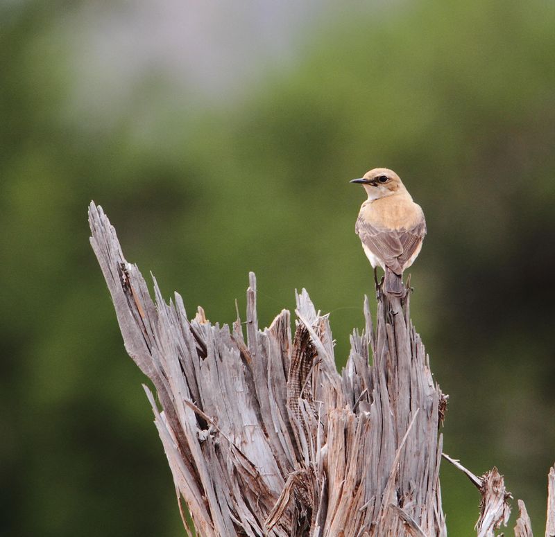 Black-eared Wheatear