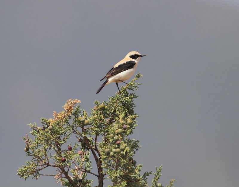 Black-eared Wheatear
