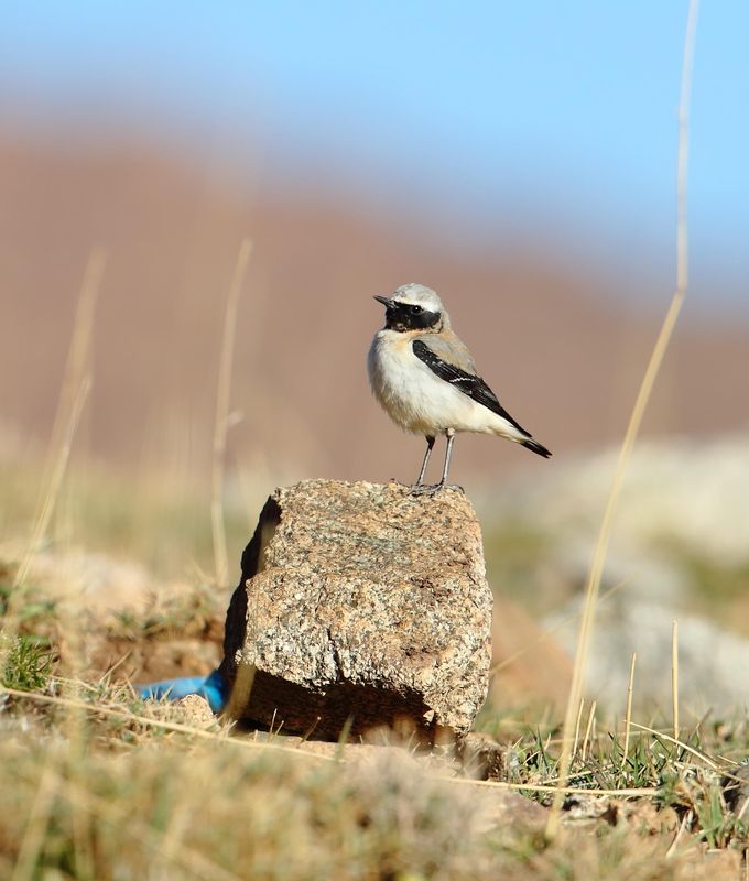 Seebohm's Wheatear