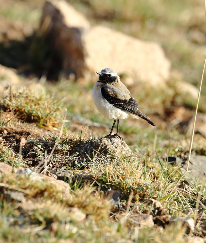 Seebohm's Wheatear