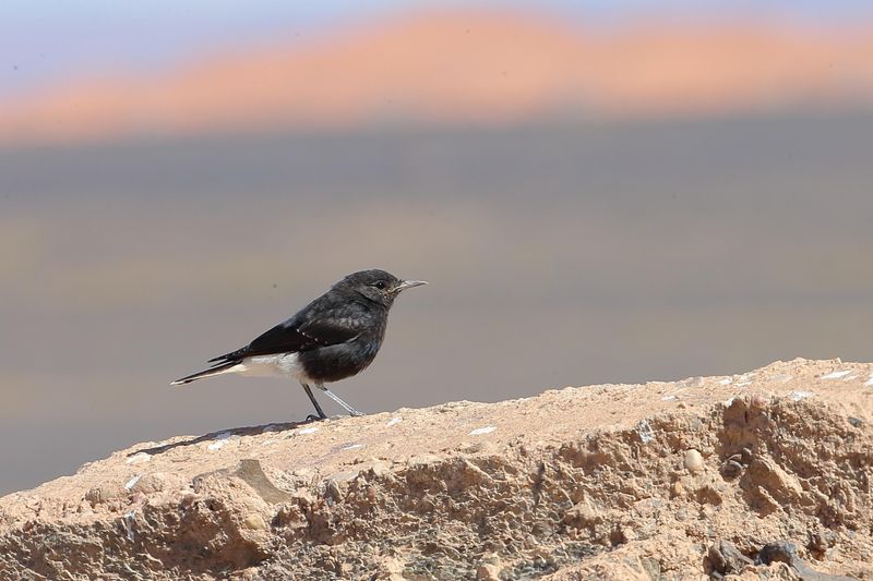 White-crowned Black Wheatear (juvenile)