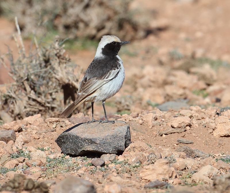 Red-rumped Wheatear