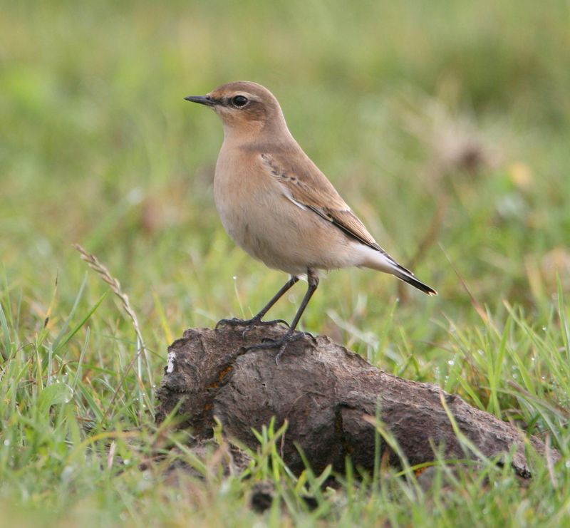 Northern Wheatear