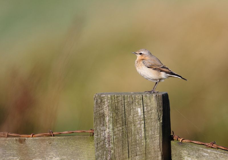 Northern Wheatear