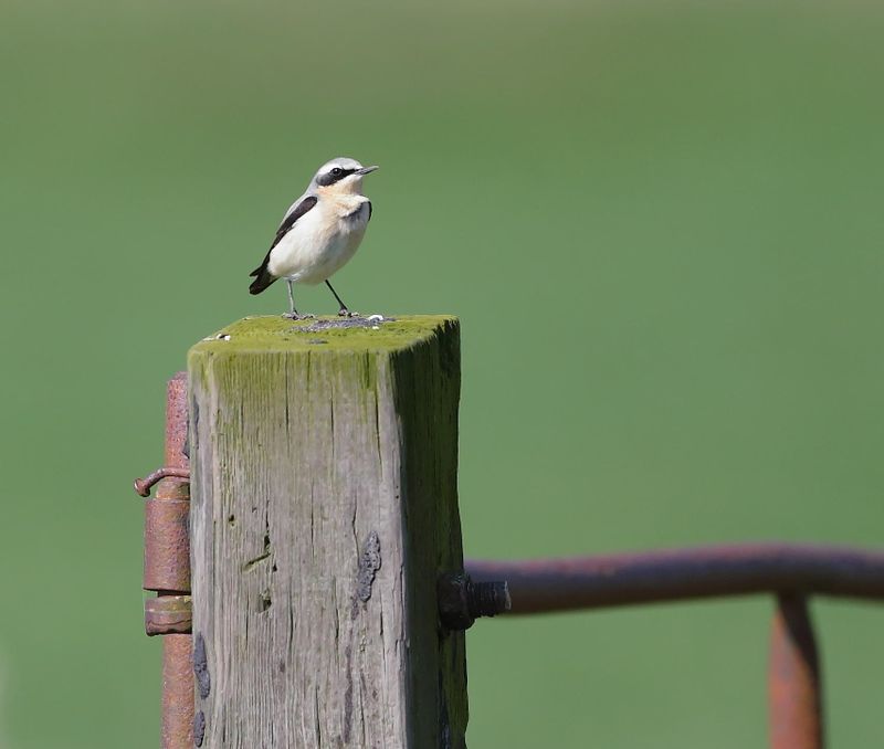 Northern Wheatear