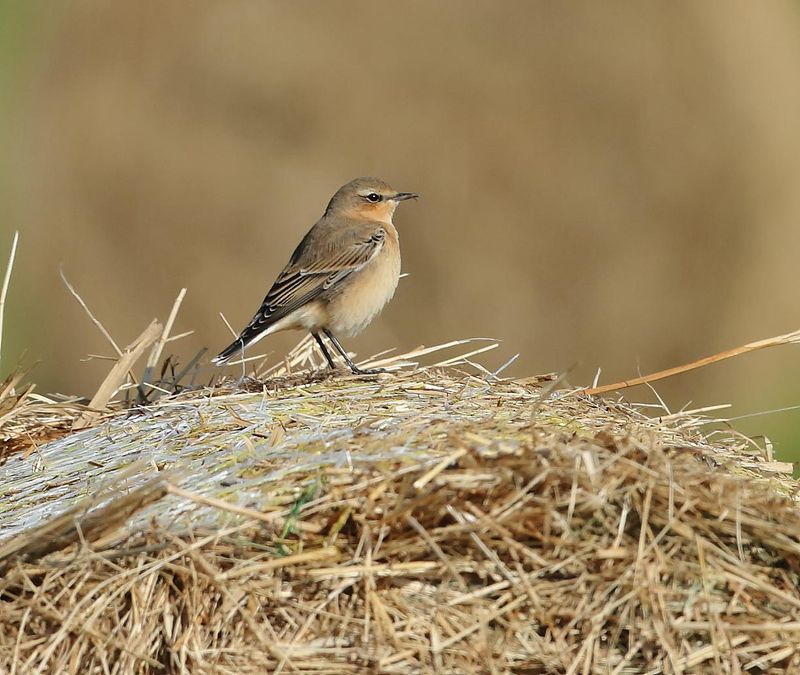 Northern Wheatear