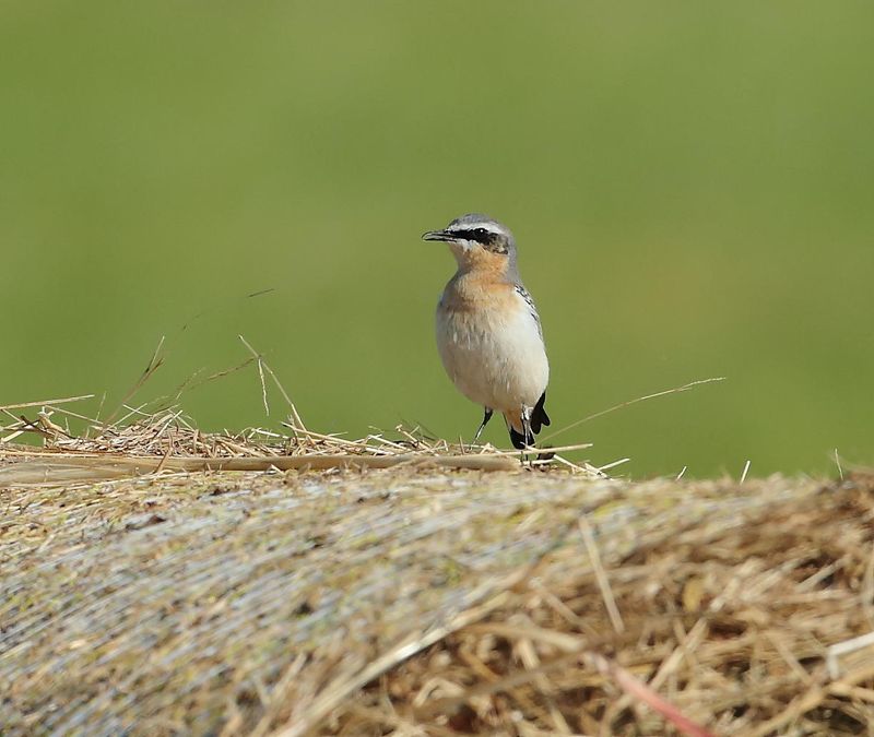 Northern Wheatear