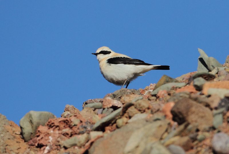 Wheatears