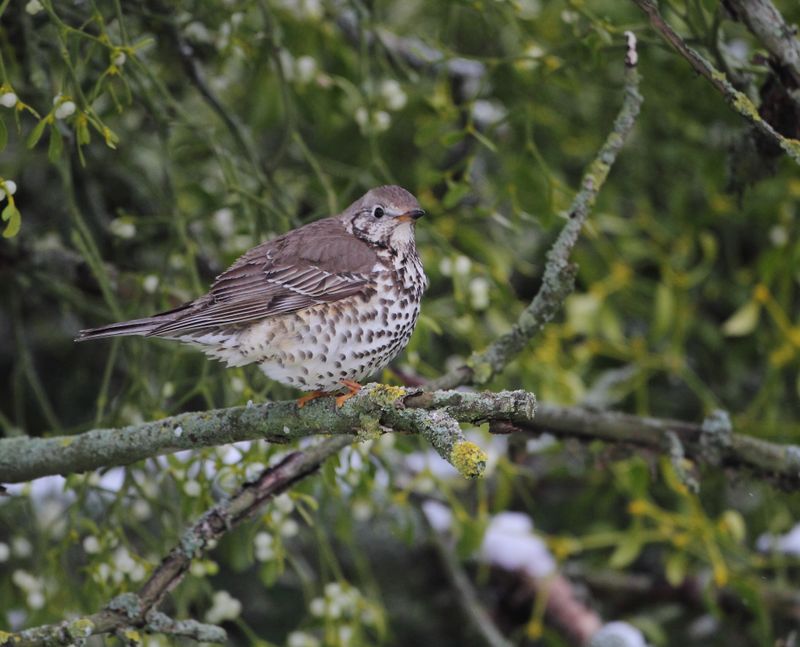 Mistle Thrushes