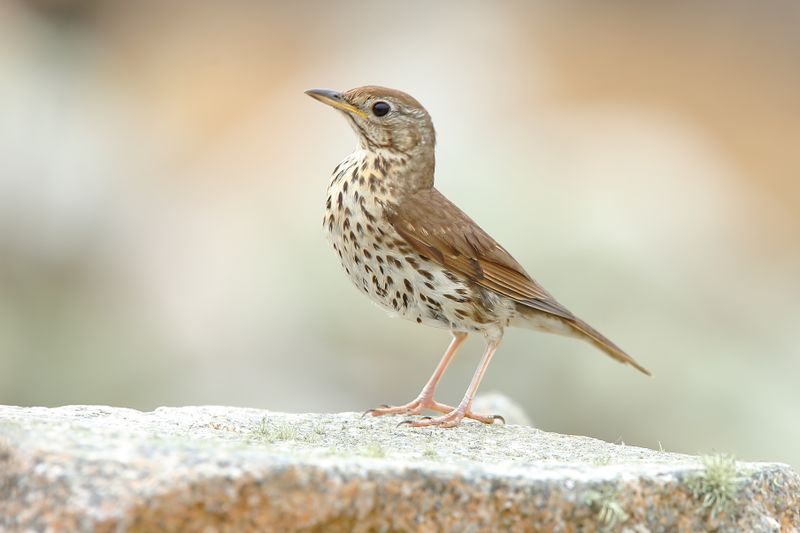 Song Thrushes