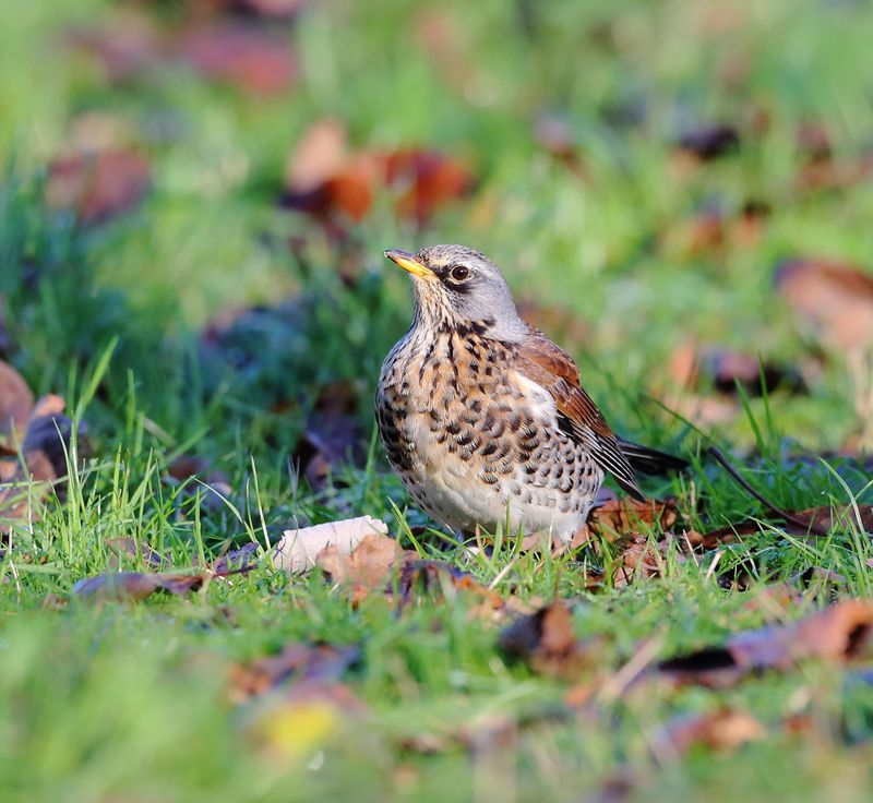 Fieldfares