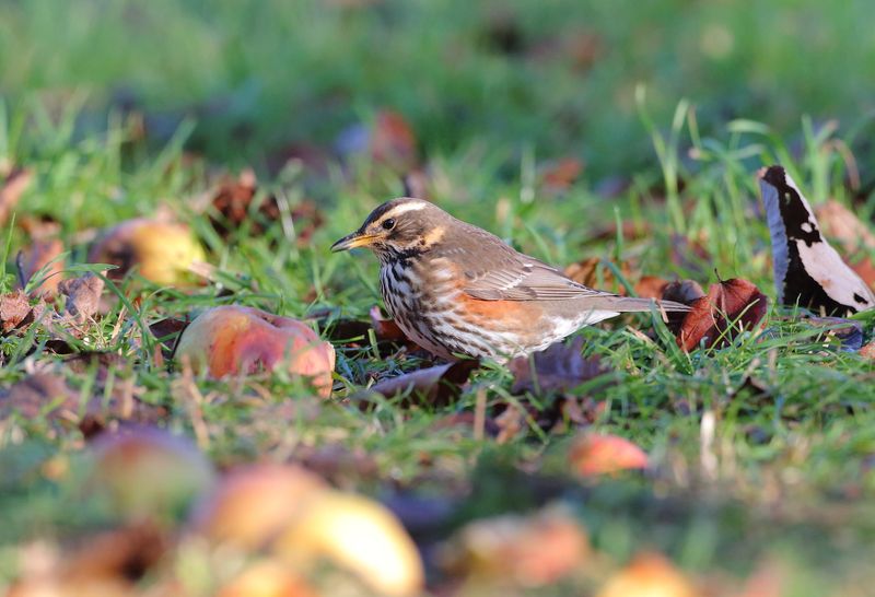 Redwings