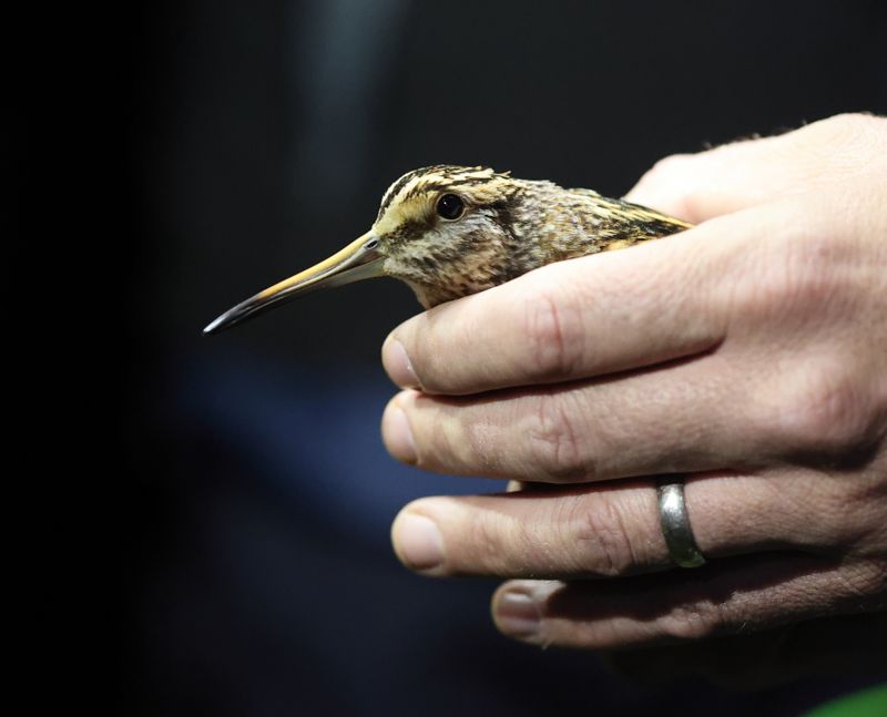 Jack Snipe