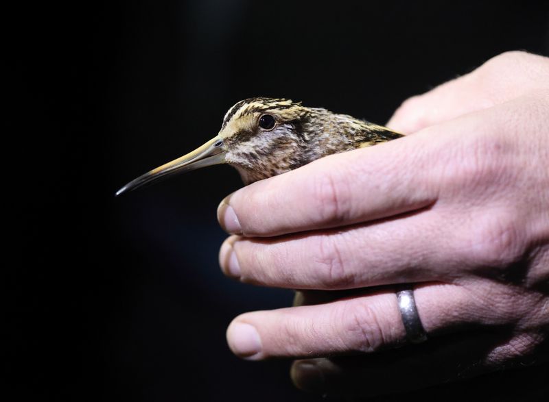 Jack Snipe