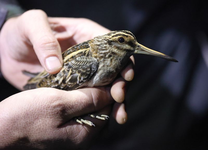 Jack Snipe