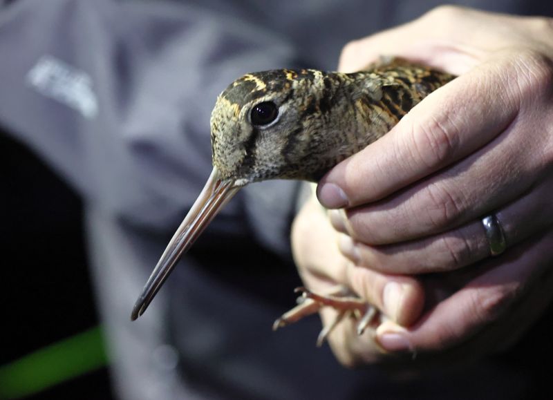 Eurasian Woodcock