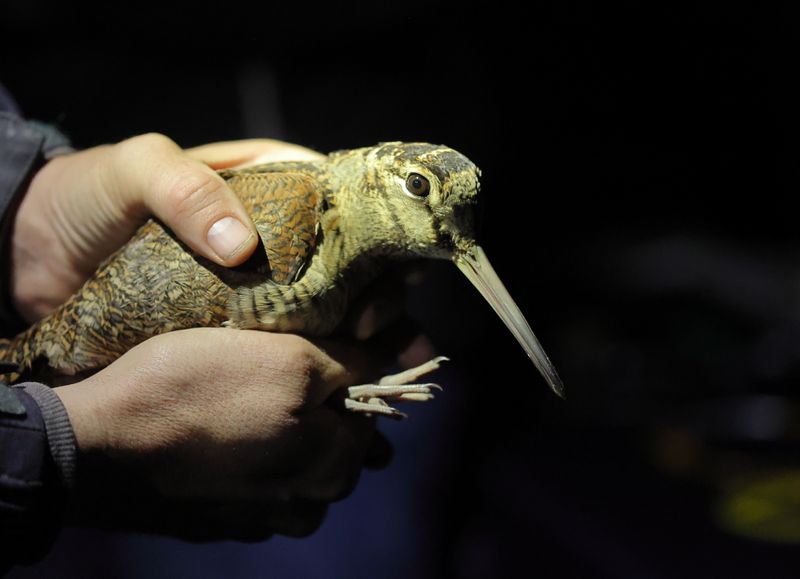 Eurasian Woodcock