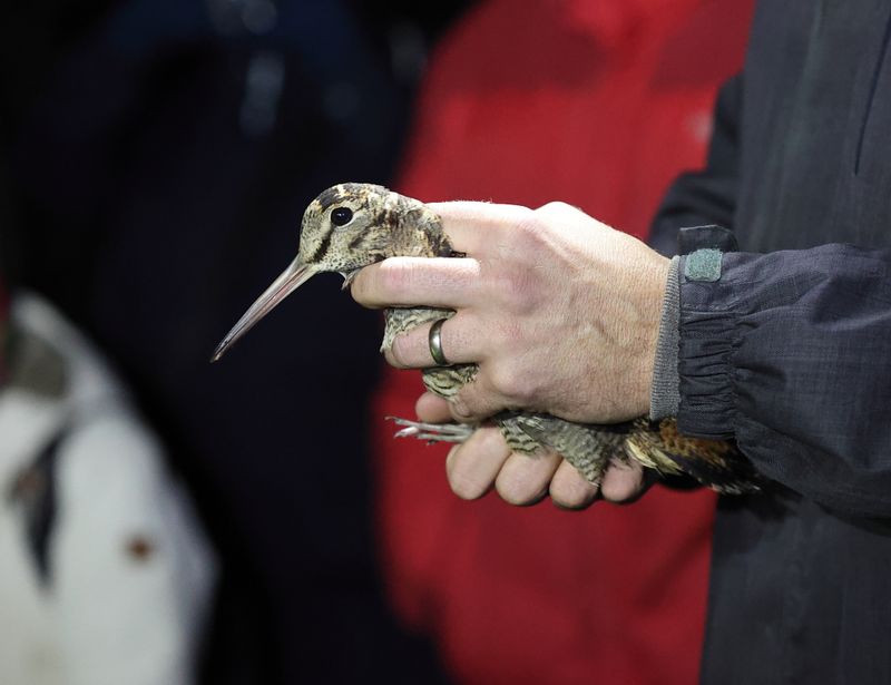 Eurasian Woodcock