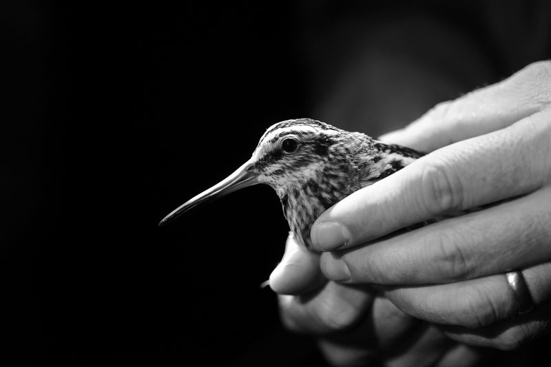 Jack Snipe
