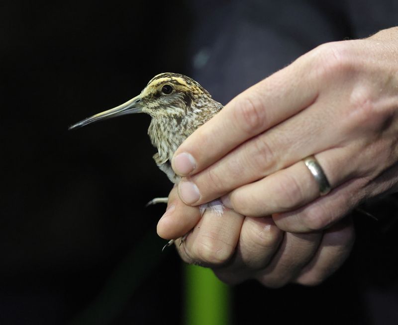 Jack Snipe
