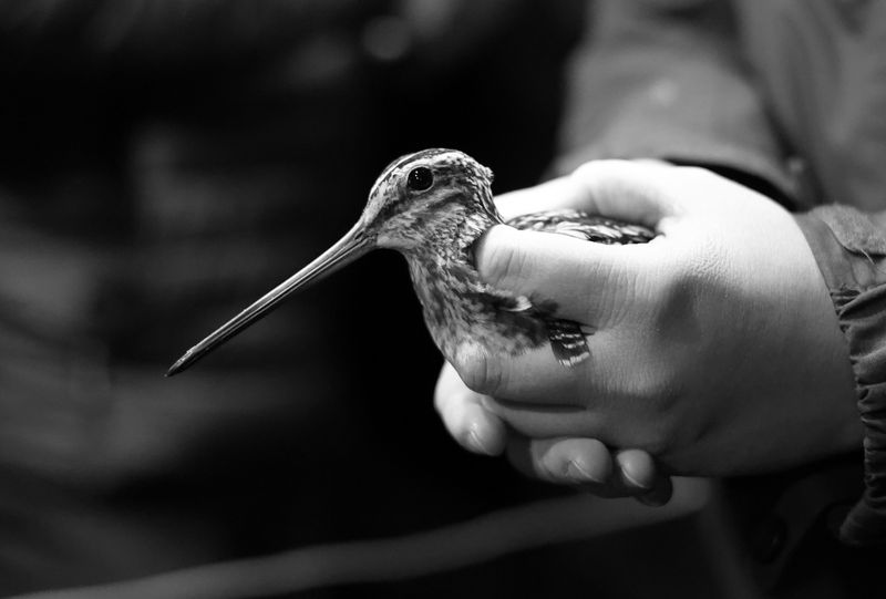Snipe and Woodcock